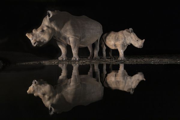 輸入壁紙 カスタム壁紙 PHOTOWALL / Rhino Reflection in Waterhole (e320153)