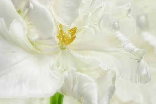 輸入壁紙 カスタム壁紙 PHOTOWALL / White Parrot Tulip (e321617)