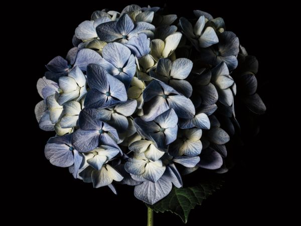 輸入壁紙 カスタム壁紙 PHOTOWALL / Pale Blue Hydrangea (e319107)