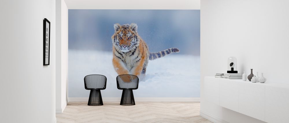 輸入壁紙 カスタム壁紙 PHOTOWALL / Tiger Running in Snow (e324522)