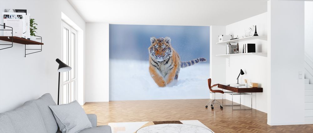 輸入壁紙 カスタム壁紙 PHOTOWALL / Tiger Running in Snow (e324522)