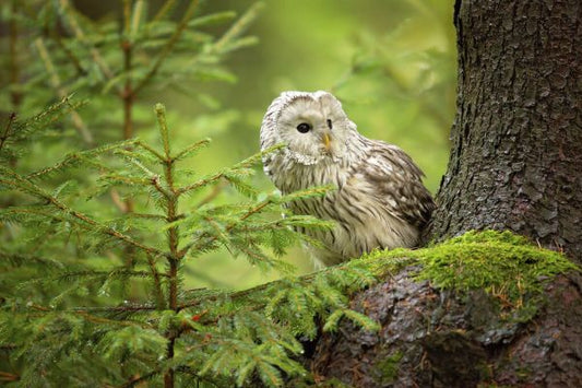 輸入壁紙 カスタム壁紙 PHOTOWALL / Ural Owl (e323744)