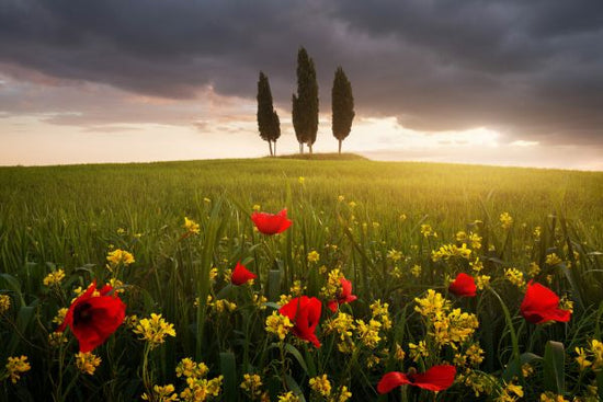 輸入壁紙 カスタム壁紙 PHOTOWALL / Blooming Tuscany (e323767)