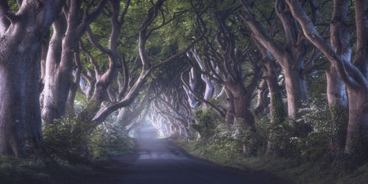 輸入壁紙 カスタム壁紙 PHOTOWALL / Dark Hedges (e323866)