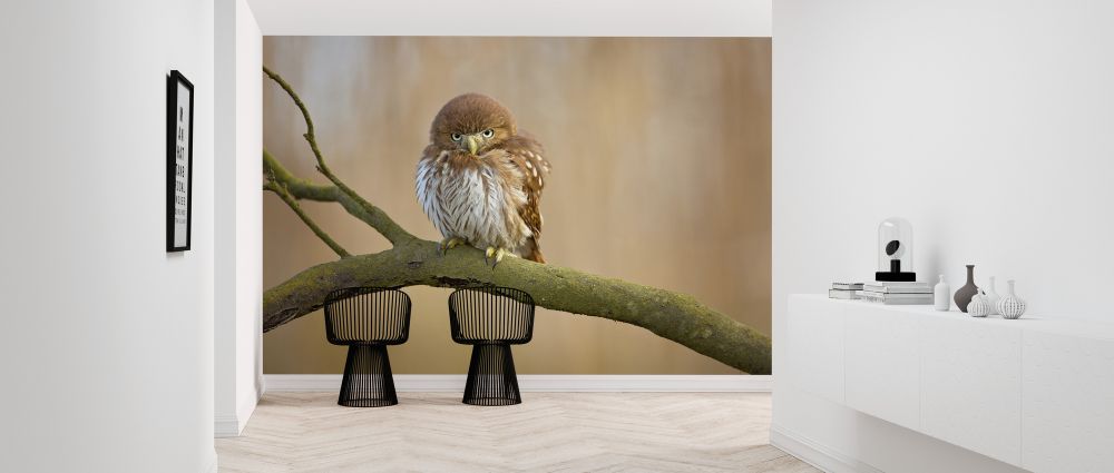 輸入壁紙 カスタム壁紙 PHOTOWALL / Ferruginous Pygmy Owl (e323894)