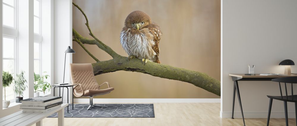 輸入壁紙 カスタム壁紙 PHOTOWALL / Ferruginous Pygmy Owl (e323894)