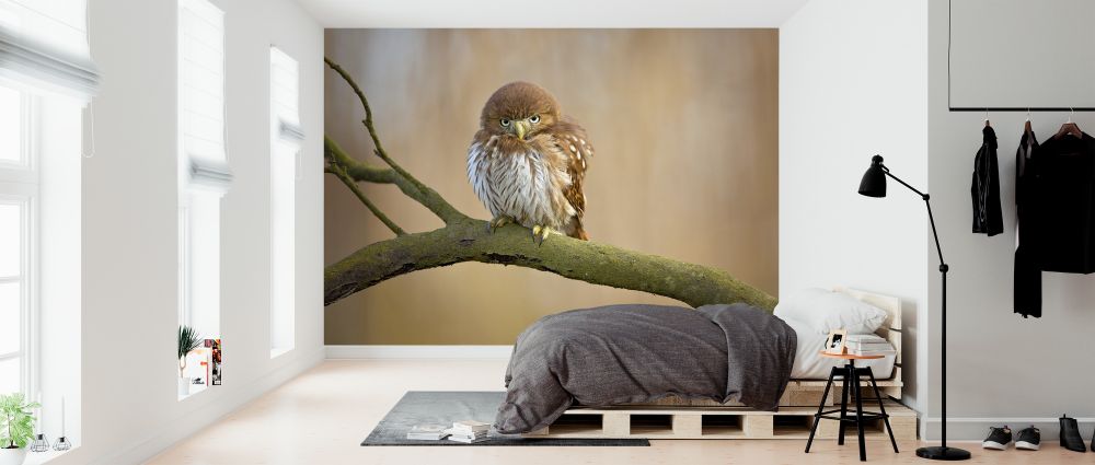 輸入壁紙 カスタム壁紙 PHOTOWALL / Ferruginous Pygmy Owl (e323894)