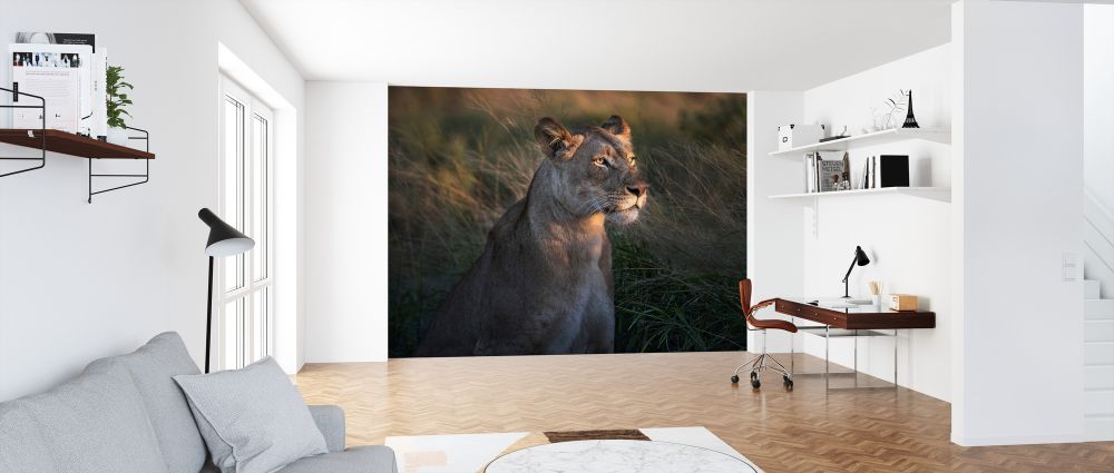 輸入壁紙 カスタム壁紙 PHOTOWALL / Lioness at First Day Light (e323960)