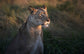 輸入壁紙 カスタム壁紙 PHOTOWALL / Lioness at First Day Light (e323960)