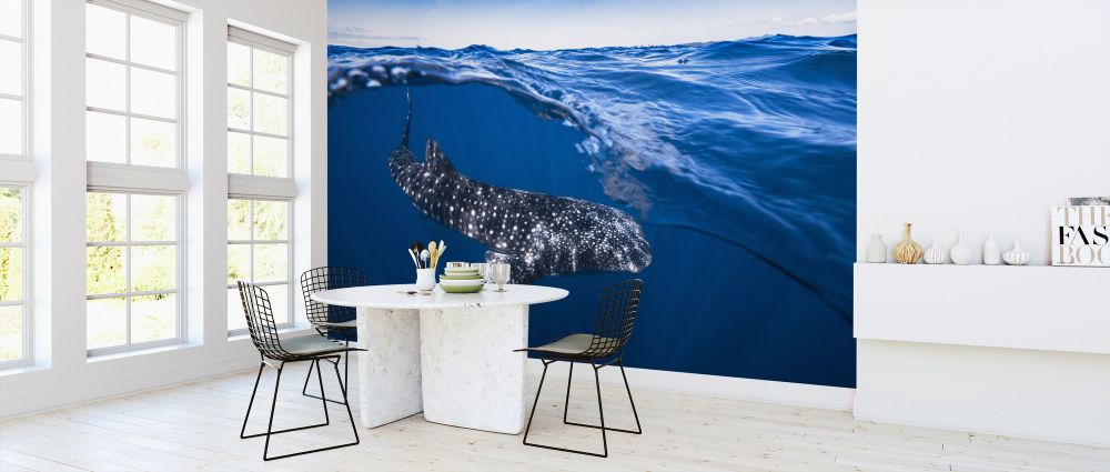 輸入壁紙 カスタム壁紙 PHOTOWALL / Whale Shark on Split Level (e323987)