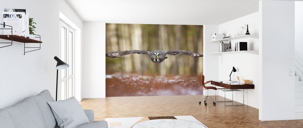 輸入壁紙 カスタム壁紙 PHOTOWALL / Great Grey Owl (e324089)