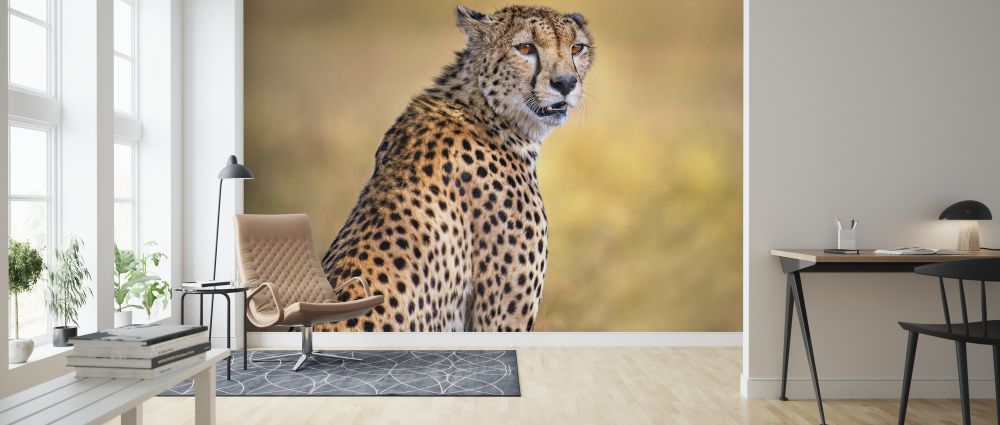 輸入壁紙 カスタム壁紙 PHOTOWALL / Cheetah Portrait (e324130)