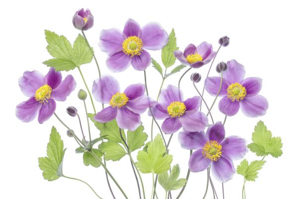 輸入壁紙 カスタム壁紙 PHOTOWALL / Anemone Hadspen Abundance (e324441)