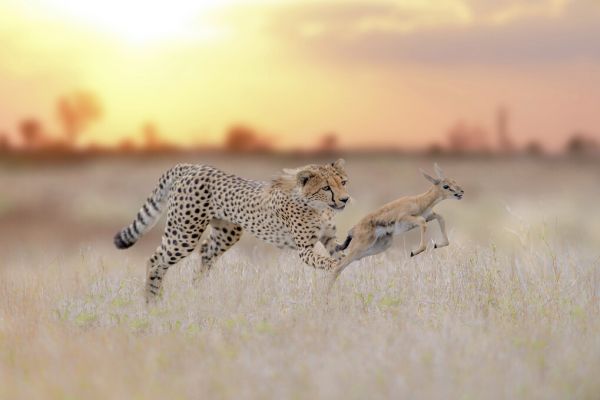 輸入壁紙 カスタム壁紙 PHOTOWALL / Cheetah Hunting a Gazelle (e324479)