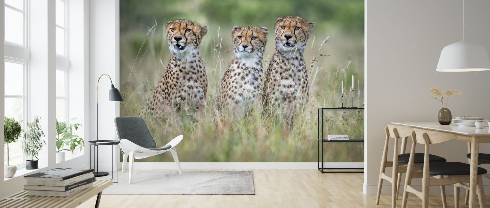 輸入壁紙 カスタム壁紙 PHOTOWALL / Cheetah Cubs (e324503)