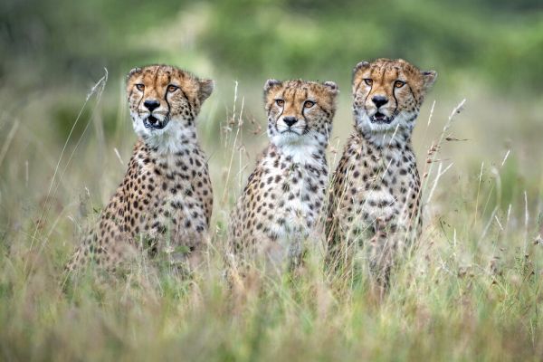 輸入壁紙 カスタム壁紙 PHOTOWALL / Cheetah Cubs (e324503)