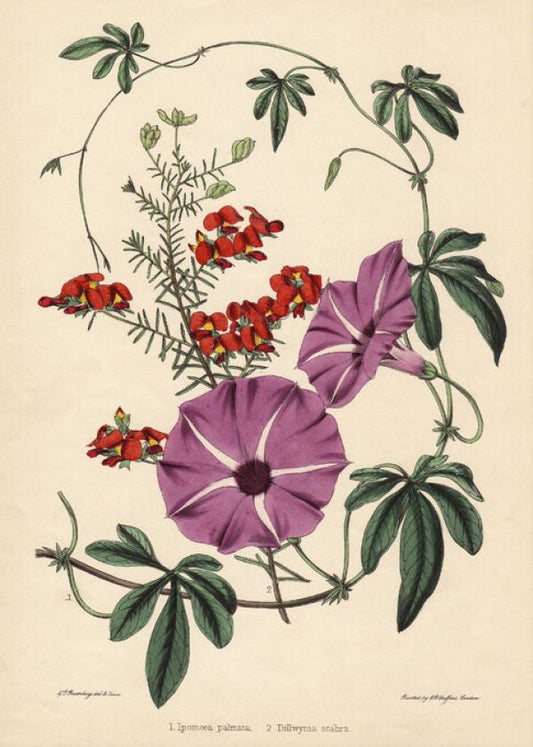 輸入壁紙 カスタム壁紙 PHOTOWALL / Ipomoea Palmata and Dillwynia Scabra - Infographics (e322366)