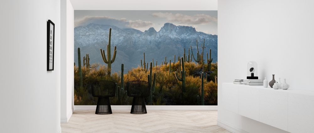 輸入壁紙 カスタム壁紙 PHOTOWALL / Lines of Saguaro Cacti (e324532)