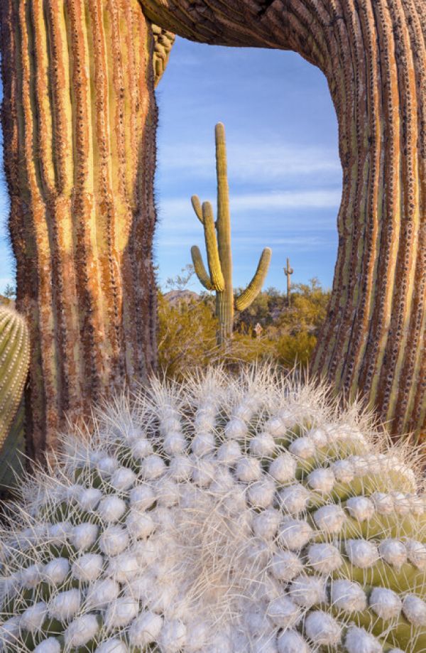 輸入壁紙 カスタム壁紙 PHOTOWALL / Frost Damaged Cactus (e324547)