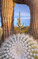 輸入壁紙 カスタム壁紙 PHOTOWALL / Frost Damaged Cactus (e324547)