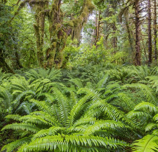 輸入壁紙 カスタム壁紙 PHOTOWALL / Western Sword Fern in Rainforest (e324560)