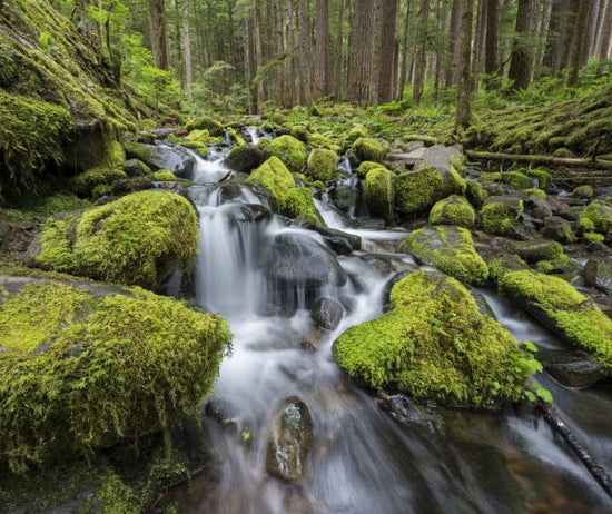 輸入壁紙 カスタム壁紙 PHOTOWALL / Moss-Covered Rocks in River (e324561)