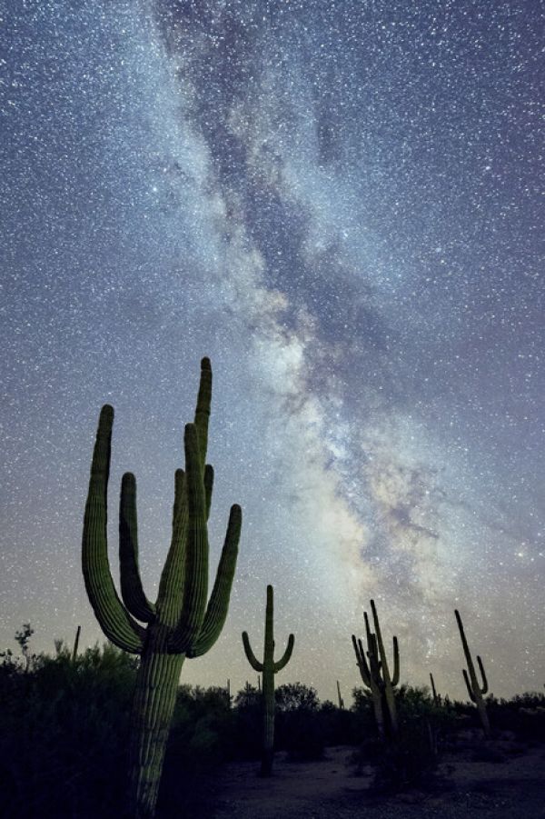 輸入壁紙 カスタム壁紙 PHOTOWALL / Saguaro Cacti at Night (e324562)