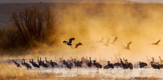 輸入壁紙 カスタム壁紙 PHOTOWALL / Sandhill Cranes and Snow Geese (e324576)