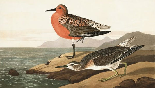 輸入壁紙 カスタム壁紙 PHOTOWALL / Red-breasted Sandpiper (e324682)