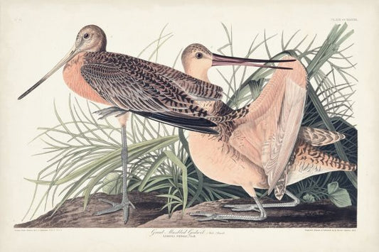 輸入壁紙 カスタム壁紙 PHOTOWALL / Great Marbled Godwit (e324696)