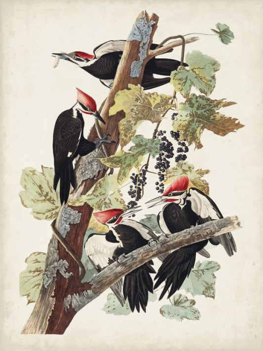 輸入壁紙 カスタム壁紙 PHOTOWALL / Pileated Woodpecker (e324699)