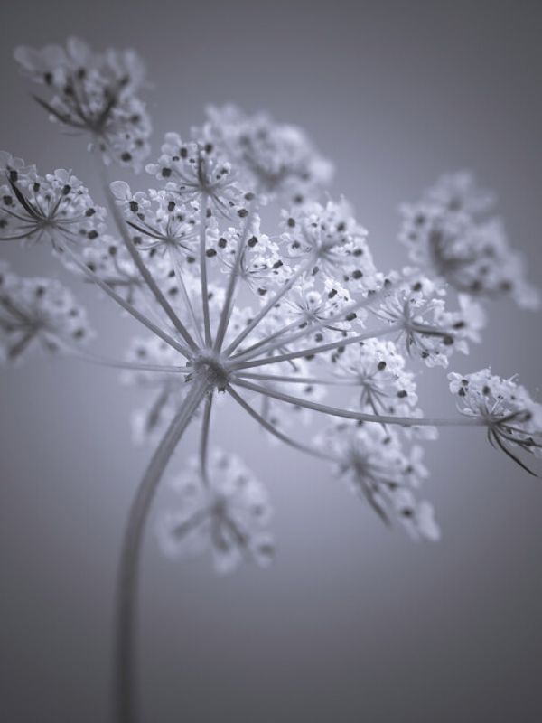 輸入壁紙 カスタム壁紙 PHOTOWALL / Cow Parsley (e326257)