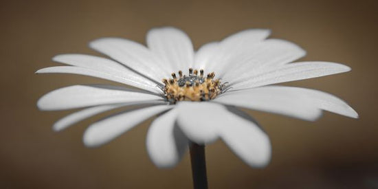 輸入壁紙 カスタム壁紙 PHOTOWALL / African Daisy (e326269)