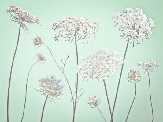 輸入壁紙 カスタム壁紙 PHOTOWALL / Cow Parsley (e326335)