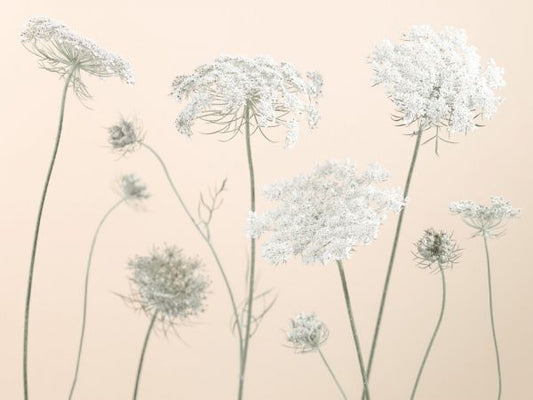 輸入壁紙 カスタム壁紙 PHOTOWALL / Cow Parsley (e326336)