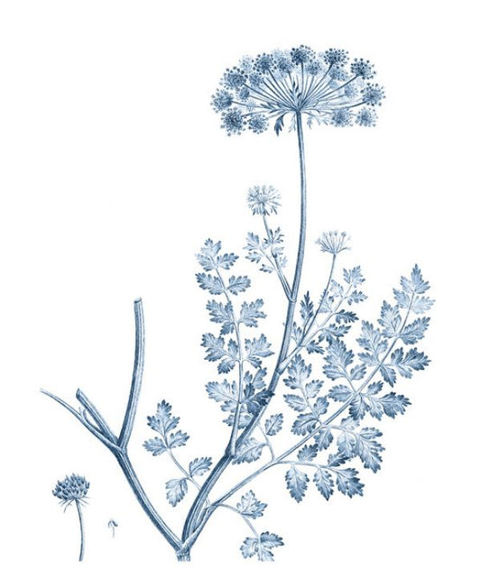 輸入壁紙 カスタム壁紙 PHOTOWALL / Antique Botanical in Blue IIII (e324755)