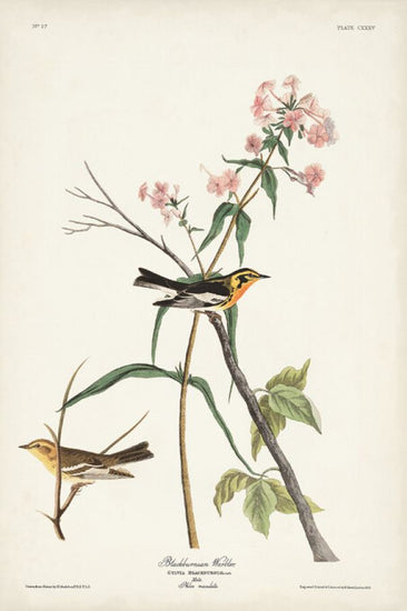 輸入壁紙 カスタム壁紙 PHOTOWALL / Blackburnian Warbler (e324792)