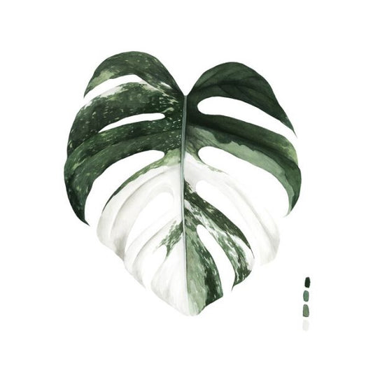 輸入壁紙 カスタム壁紙 PHOTOWALL / Variegated Monstera (e324771)