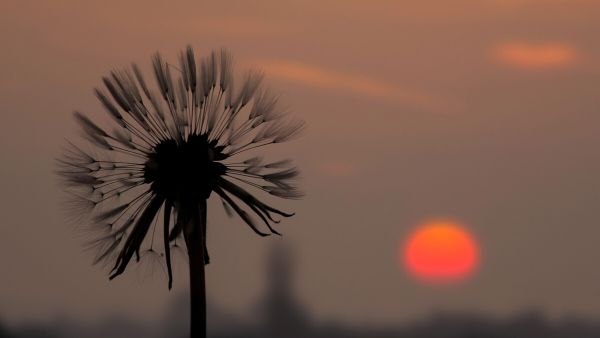 輸入壁紙 カスタム壁紙 PHOTOWALL / Dandelion and Silhouette Sun (e327820)