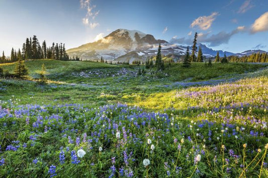 輸入壁紙 カスタム壁紙 PHOTOWALL / Mt Rainier National Park (e327829)