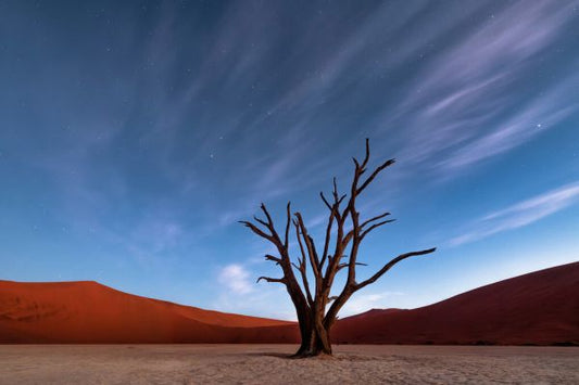 輸入壁紙 カスタム壁紙 PHOTOWALL / Deadvlei at Dusk (e327069)