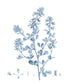 輸入壁紙 カスタム壁紙 PHOTOWALL / Antique Botanical in Blue VIII (e327223)