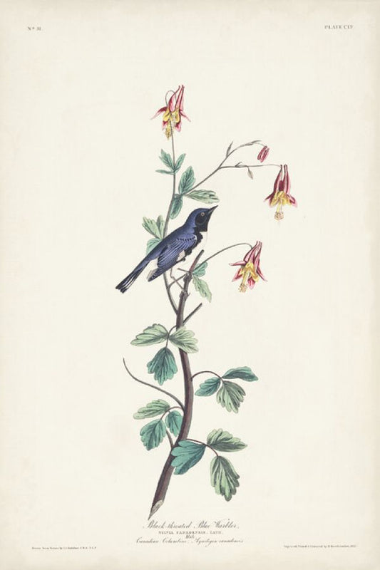 輸入壁紙 カスタム壁紙 PHOTOWALL / Black Throated Blue Warbler (e327251)