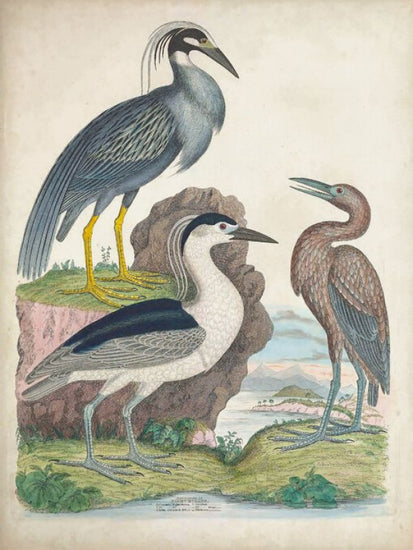 輸入壁紙 カスタム壁紙 PHOTOWALL / Antique Heron &amp; Waterbirds I (e327392)