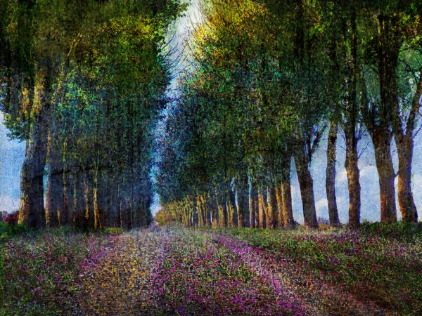 輸入壁紙 カスタム壁紙 PHOTOWALL / Row of Trees Provence (e327413)