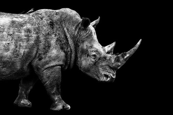 輸入壁紙 カスタム壁紙 PHOTOWALL / Safari Profile - Rhino (e328578)