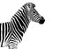 輸入壁紙 カスタム壁紙 PHOTOWALL / Safari Profile - Zebra (e328580)