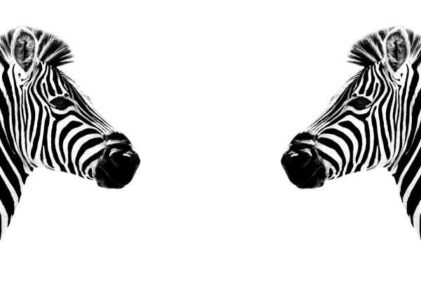 輸入壁紙 カスタム壁紙 PHOTOWALL / Safari Profile - Zebras Face to Face (e328582)