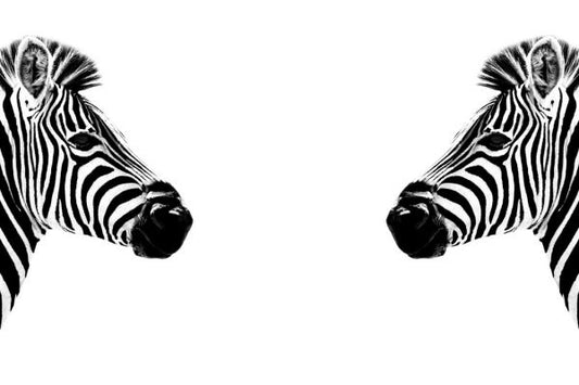 輸入壁紙 カスタム壁紙 PHOTOWALL / Safari Profile - Zebras Face to Face (e328582)