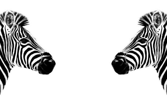 輸入壁紙 カスタム壁紙 PHOTOWALL / Safari Profile - Zebras Face to Face (e328582)